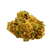 Great White Shark Greenhouse 12%