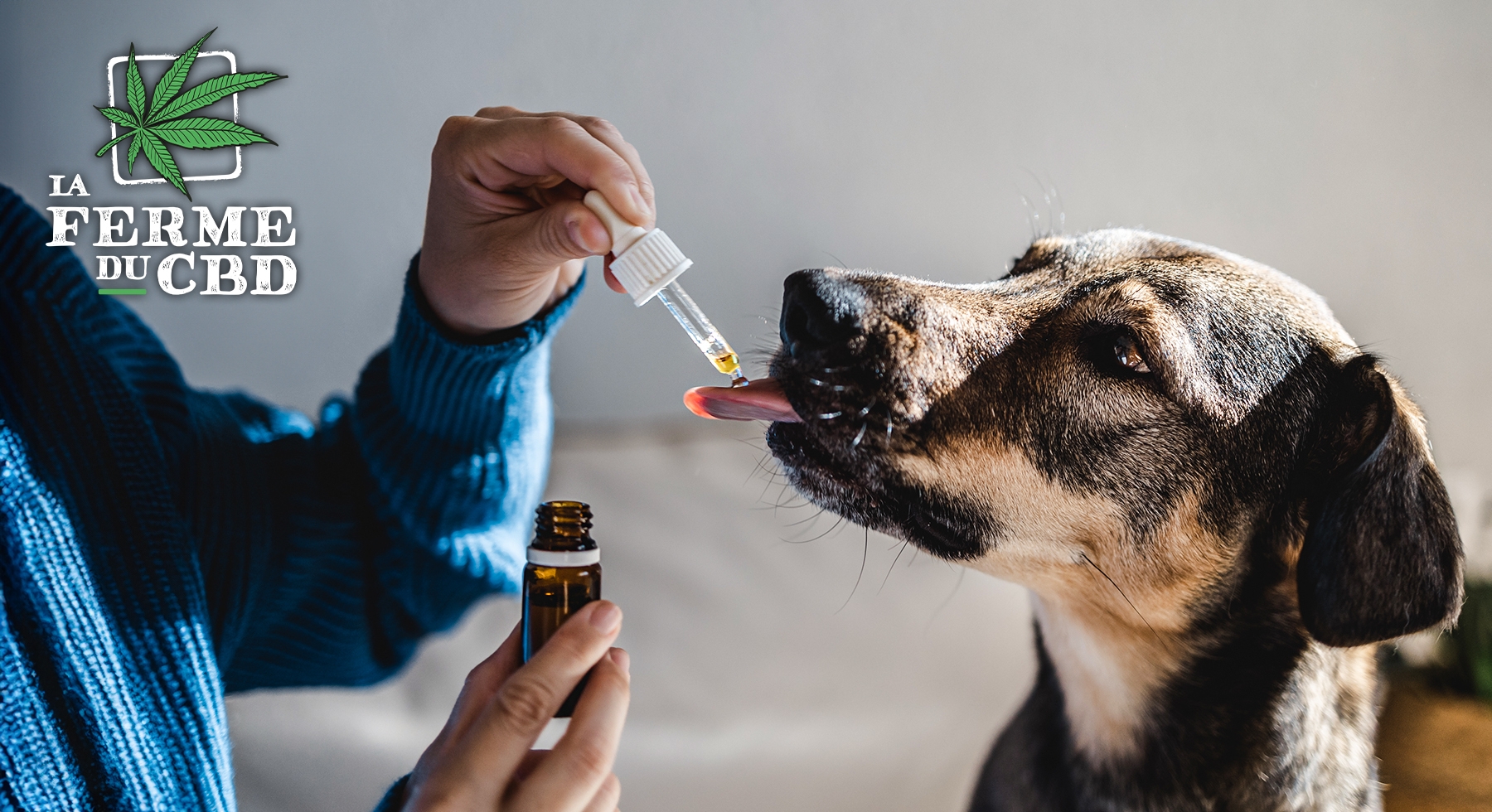 CBD pour chien avis vtrinaire : bienfaits et conseils CBD pour chien avis vtrinaire : bienfaits et conseils