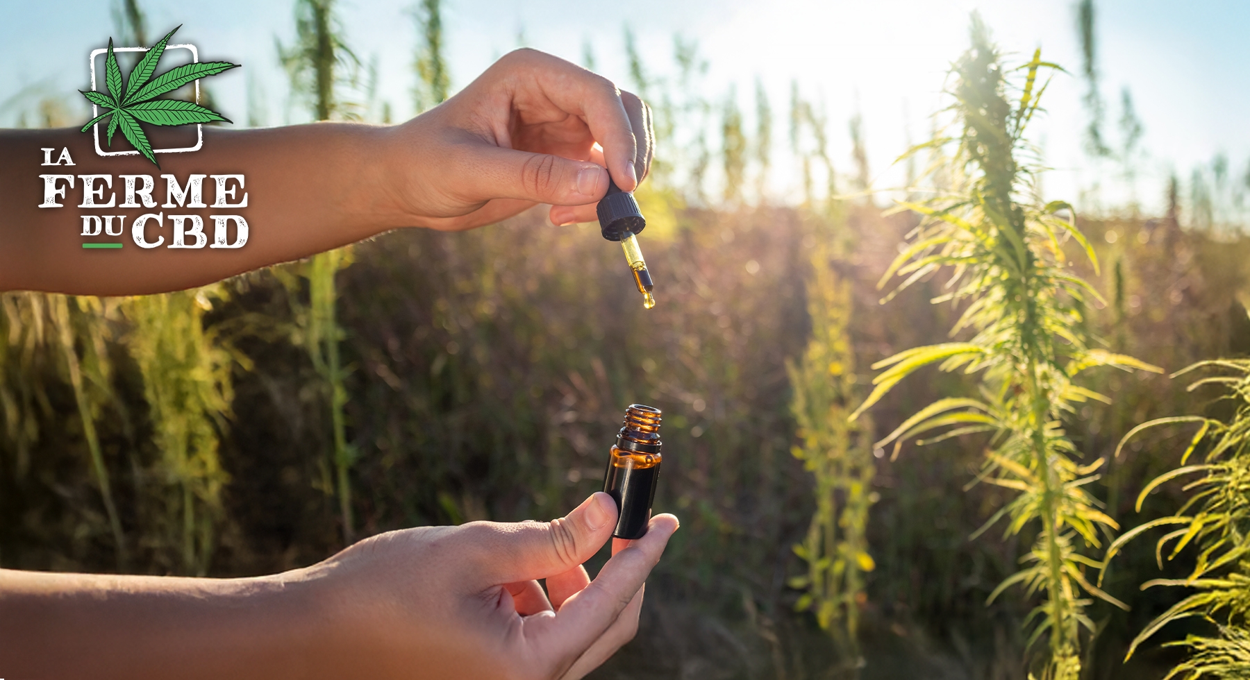 Les dangers du CBD huile : ce qu'il faut savoir Les dangers du CBD huile : ce qu'il faut savoir